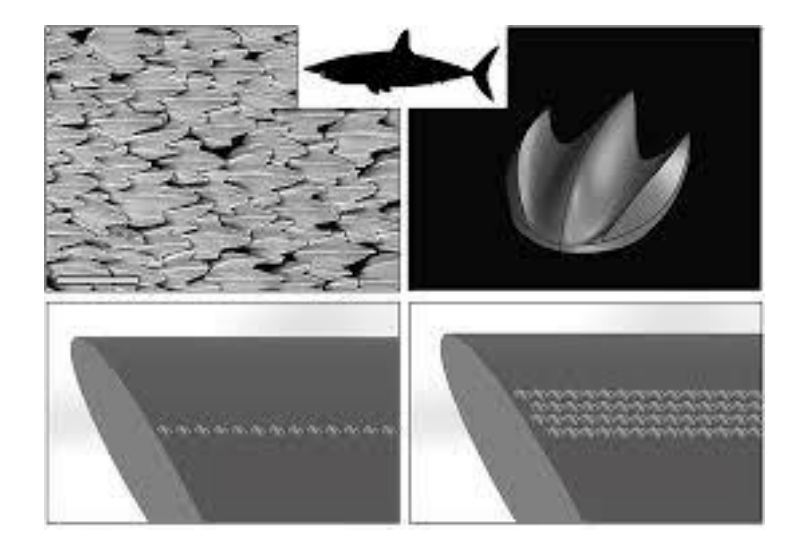 Shark Skin Model
